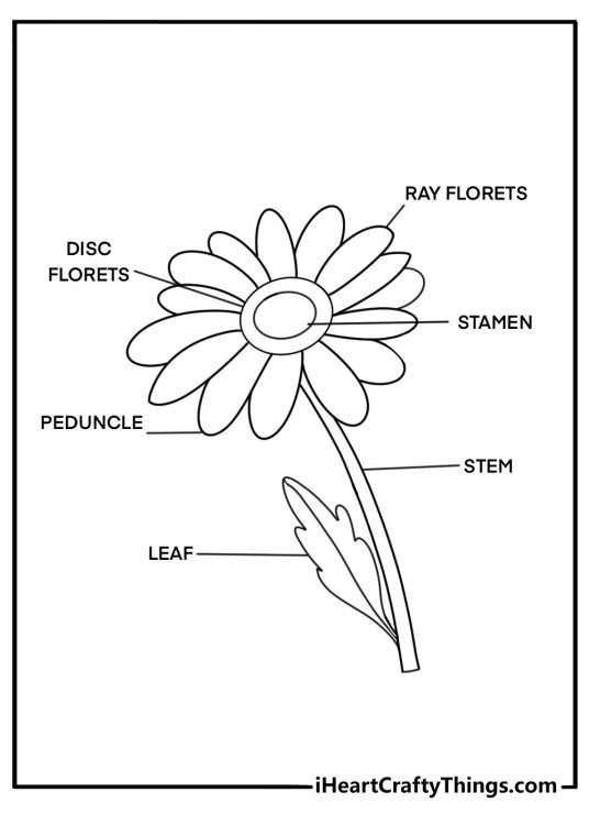Daisy parts diagram coloring sheet educational for schools