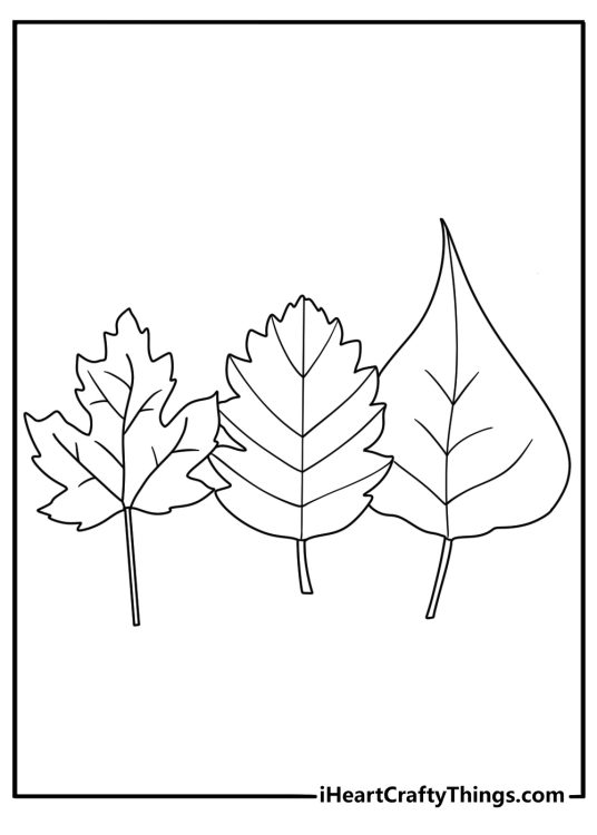 Detailed leaf coloring page with a row of different tree leaves