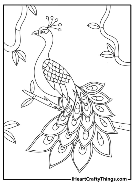 Detailed peacock coloring page with bird among jungle vines