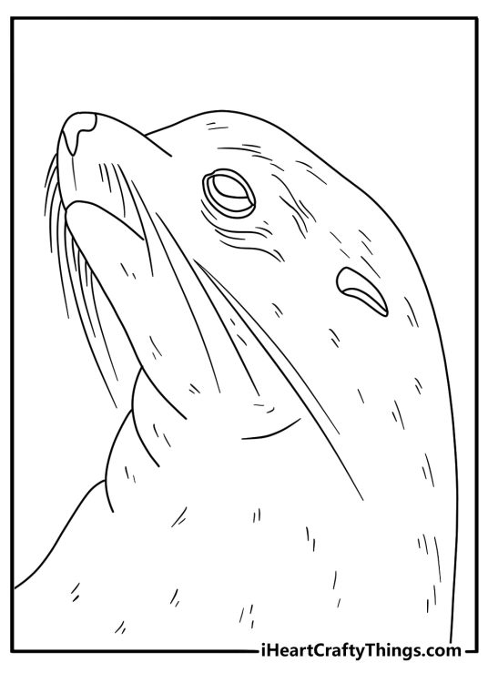 Detailed seal coloring page with whiskers and textured fur close view