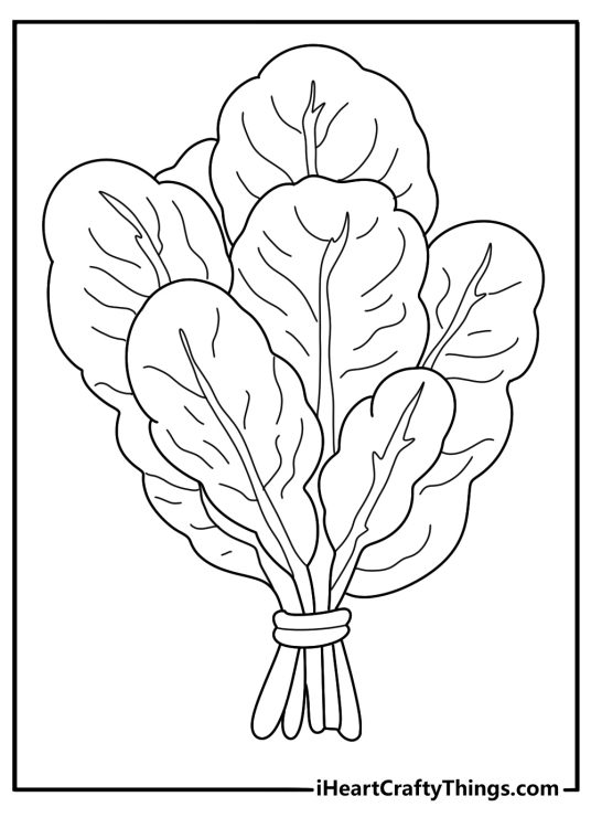 Easy coloring page with leafy spinach bunch for kids