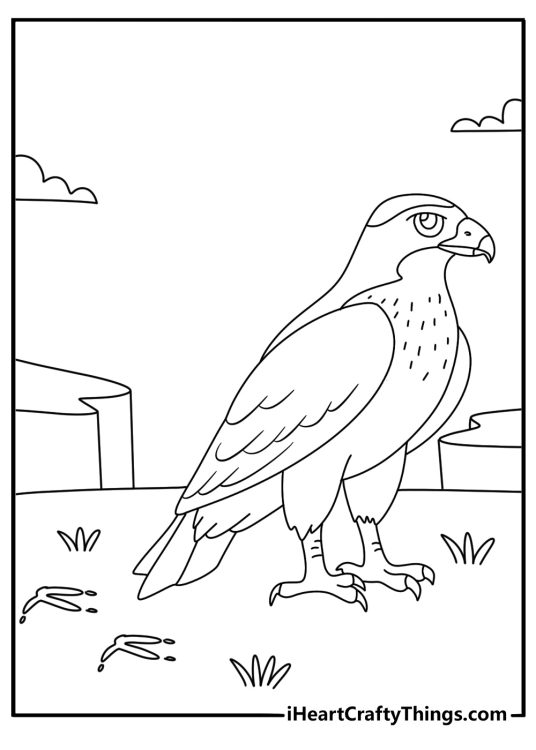 Easy hawk coloring page showing a curved beak footprint and feather