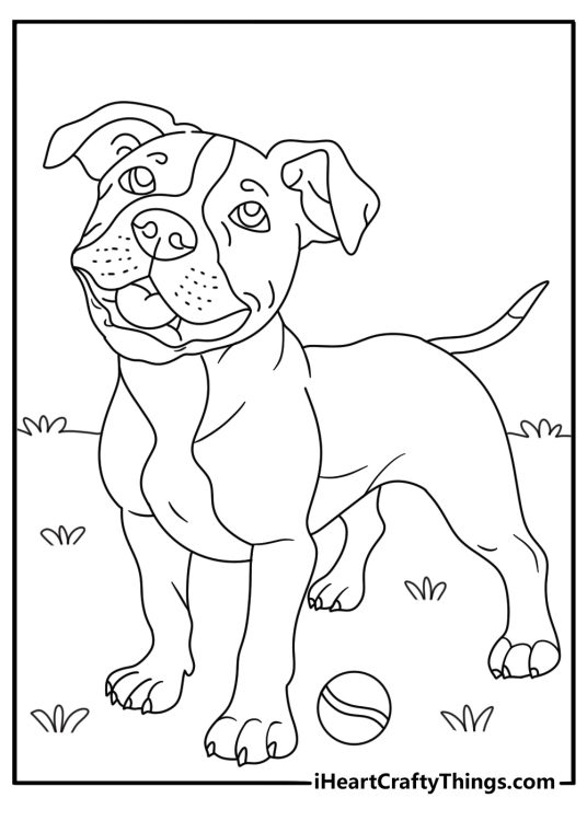 Easy pitbull coloring page with a pitbull puppy near a tennis ball