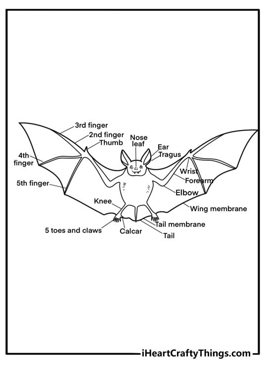 Educational bat anatomy coloring sheet labeled wings ears claws pdf download