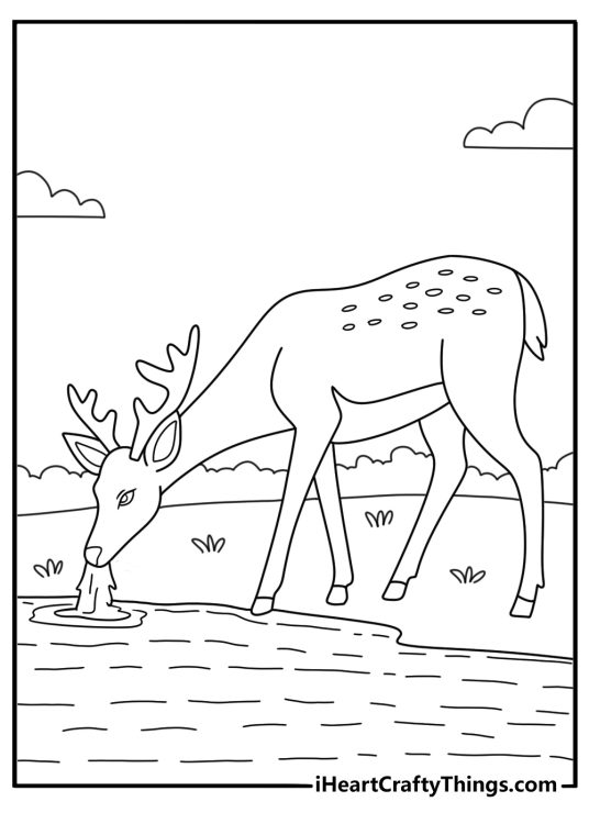 Forest coloring sheet with deer drinking from a small pond under trees