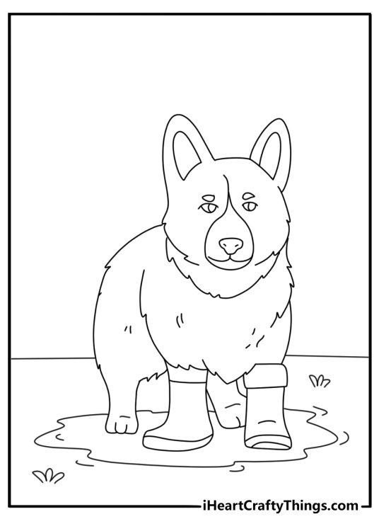 Free printable corgi coloring sheet with a corgi wearing rain boots near puddles