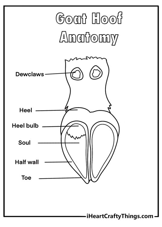Goat hoof close up with cloven shape educational coloring page pdf