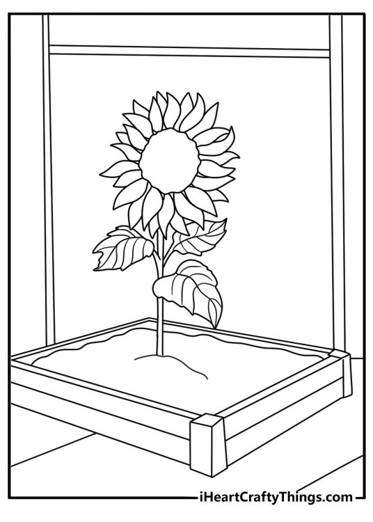 Greenhouse bench with young sunflower starts educational coloring page for kids