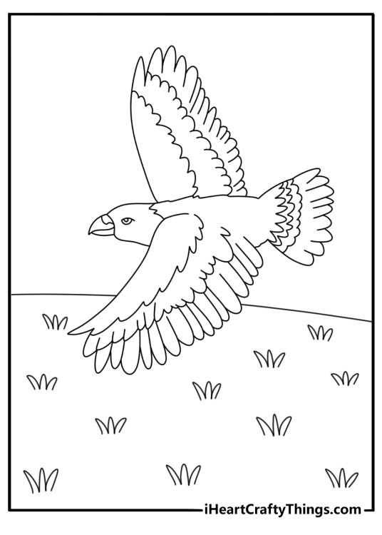 Hawk coloring page showing a red tailed hawk flying over open fields