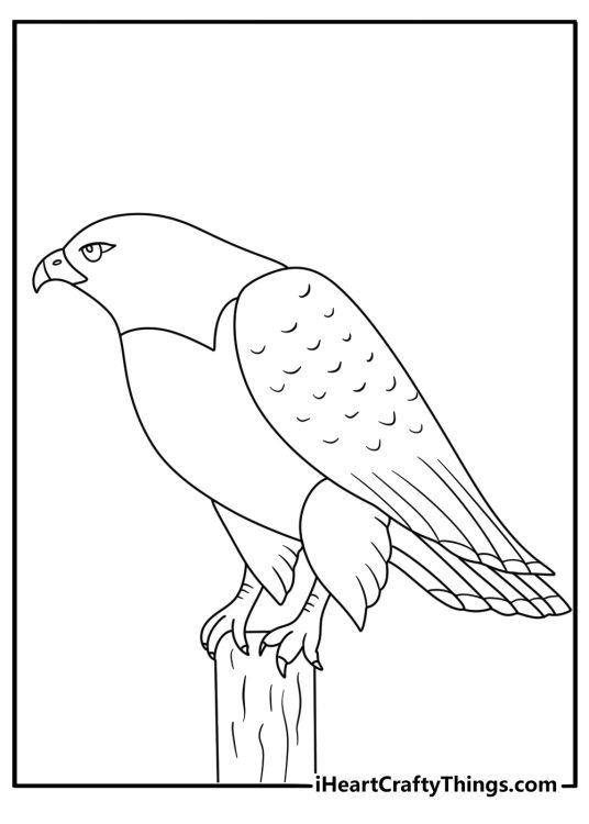 Kids can color a hawk watching from a wooden fence post