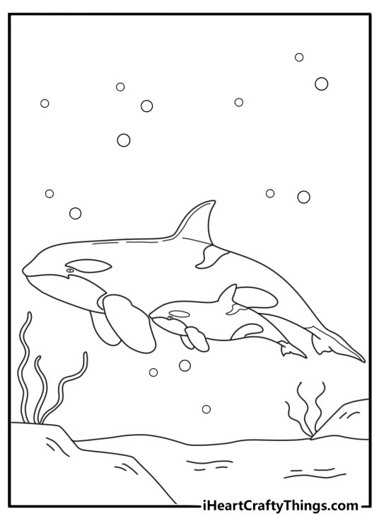 Killer Whale coloring sheet with an orca calf swimming beside its mother