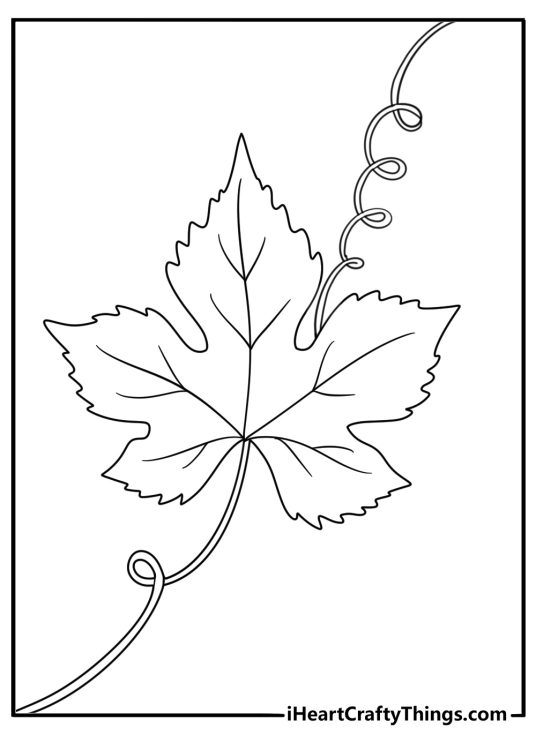 Leaf coloring sheet with a grape leaf attached to a curling vine