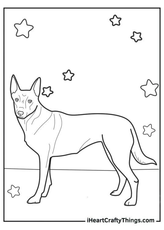 Outline Of Beglian Malinois Dog