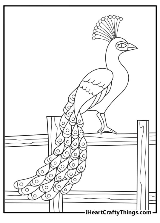 Peacock coloring page showing bird on wooden fence in farm field
