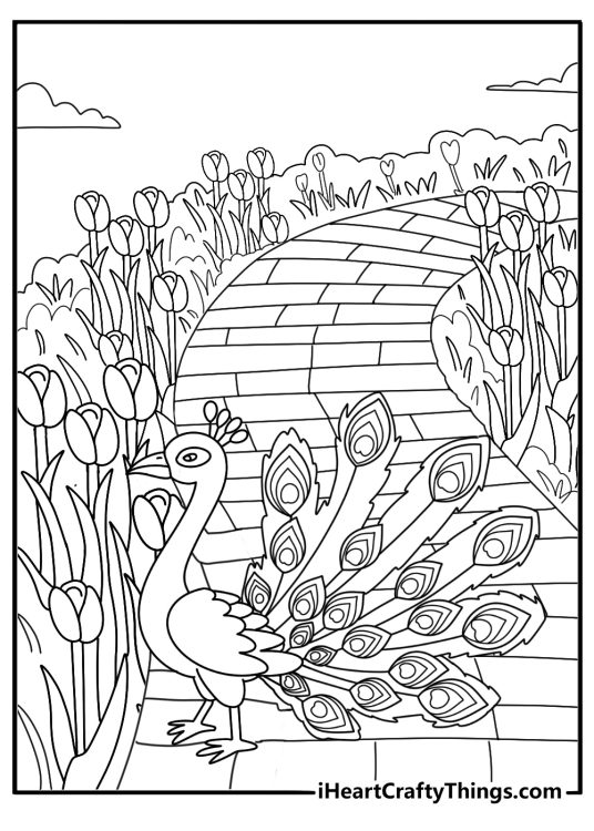 Peacock coloring page showing bird walking along winding garden path