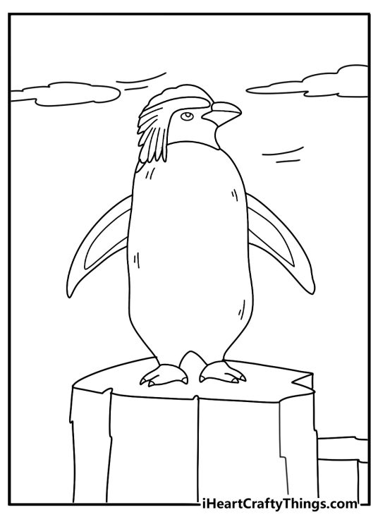 Penguin coloring page with a rockhopper penguin on a windy cliff