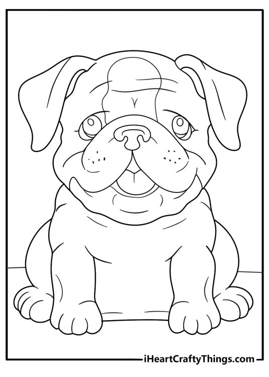 Picture for children of a Bulldog puppy with adorable wrinkles and a smushed in face