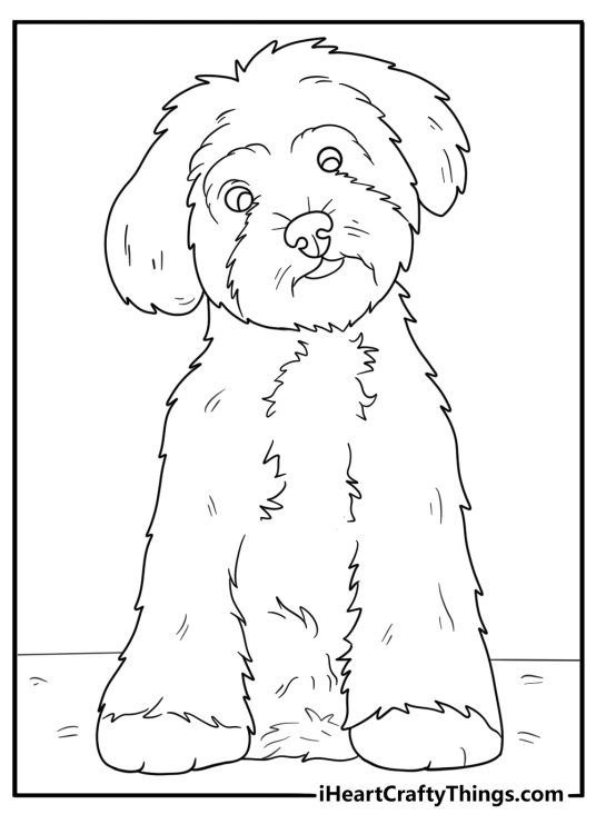 Picture of an especially shaggy puppy with a big button nose and head tilted to one side