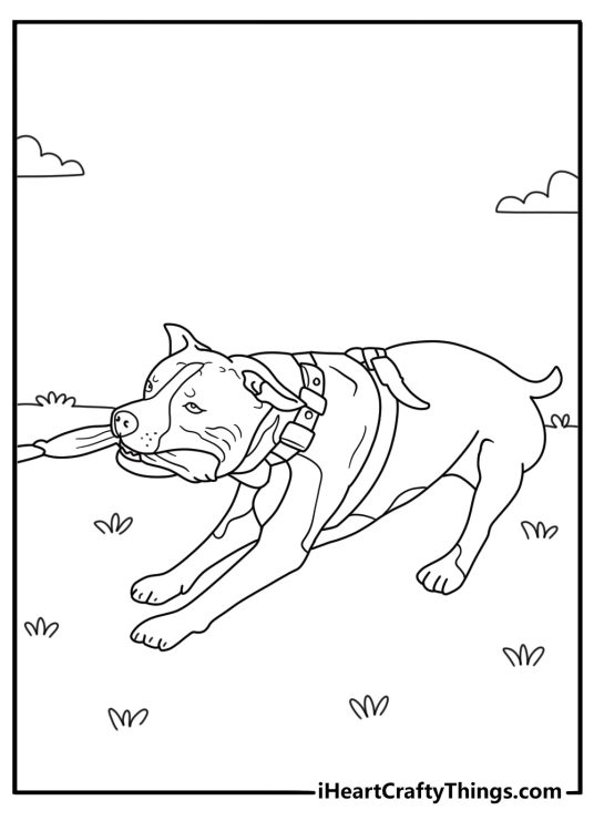 Pitbull coloring page for kids with a pitbull playing tug with a toy