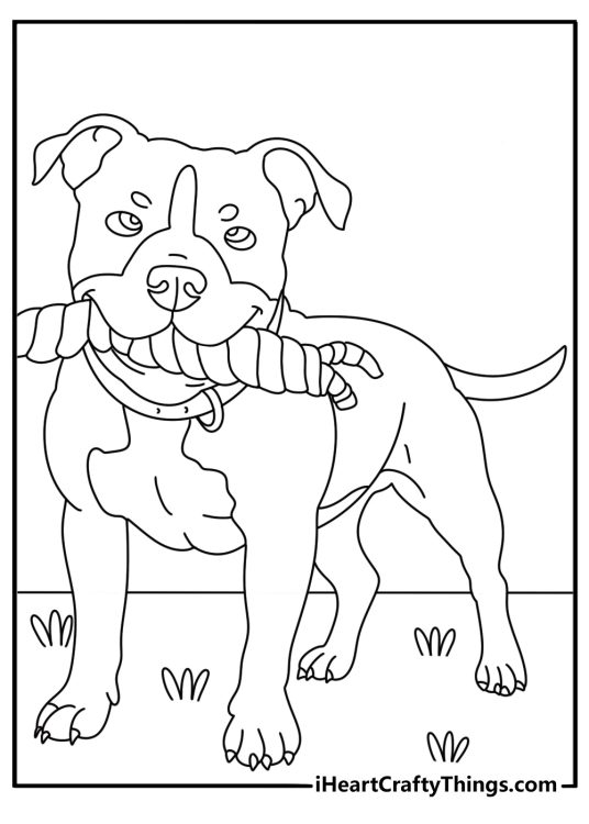 Pitbull coloring page with a pitbull puppy chewing a rope toy