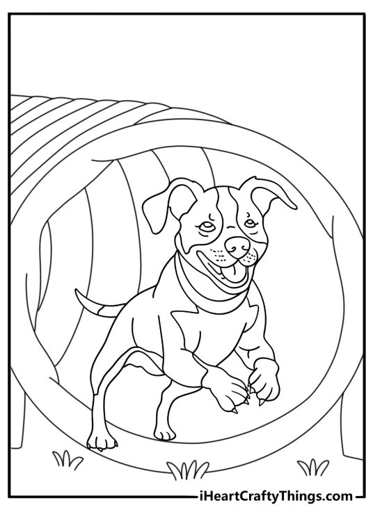 Pitbull coloring pages scene with a pitbull running through an agility tunnel