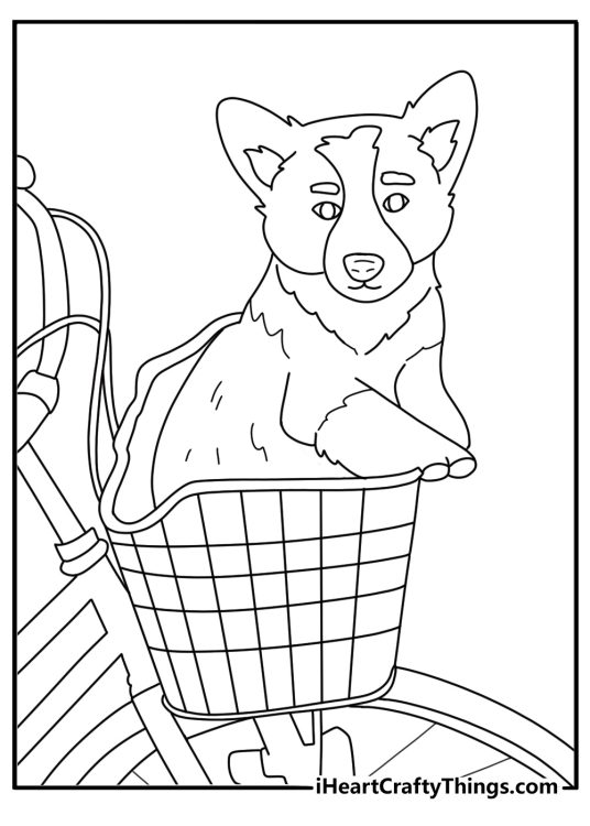 Printable corgi coloring page with a corgi riding in a bicycle basket