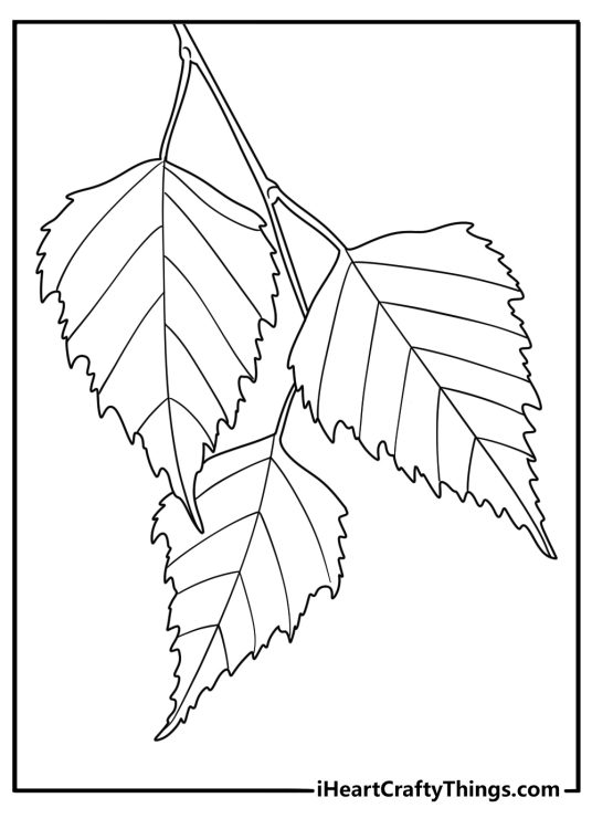 Printable leaf coloring page with a birch leaf and thin stem