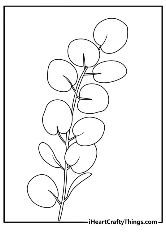 Printable leaf coloring page with a eucalyptus branch and round leaves