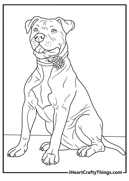 Printable pitbull coloring page with a pitbull wearing a flower collar