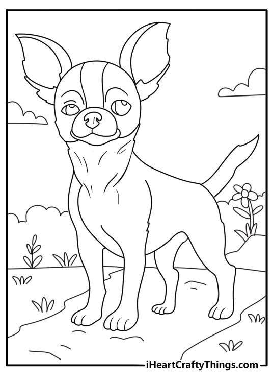 Realistic Chihuahua coloring page with a small dog trotting along a garden path