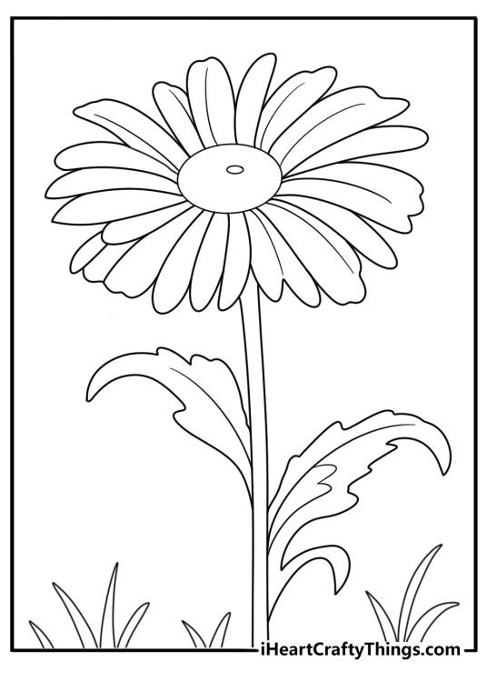 Realistic gerbera daisy close up coloring sheet printable