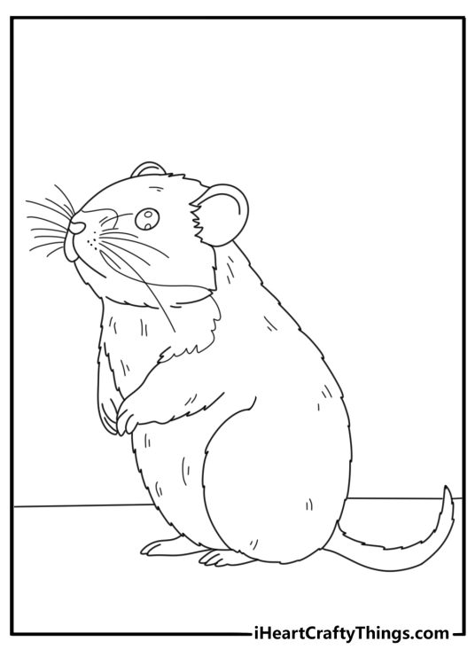 Realistic hamster anatomy side view detailed coloring page