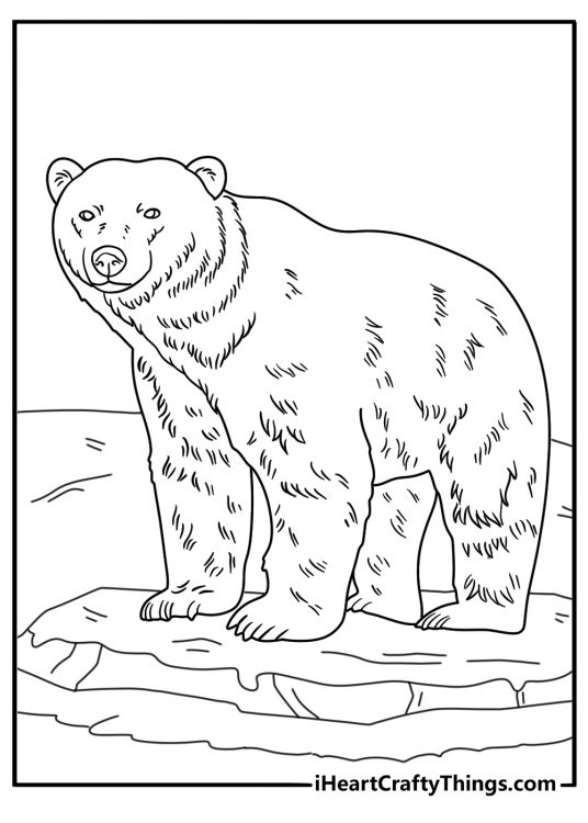 Realistic polar bear coloring sheet detailed fur texture for adults