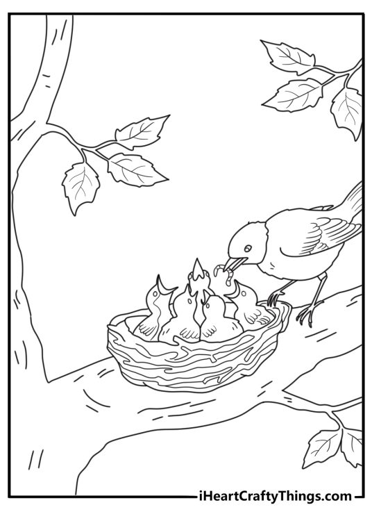 Realistic robin coloring page with bird feeding chicks in nest