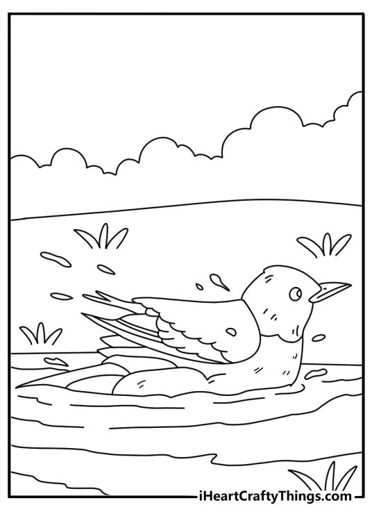 Red robin coloring sheet with bird bathing in shallow puddle