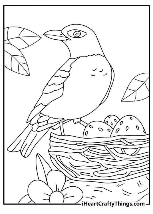 Robin bird coloring page with nest and three eggs in spring tree
