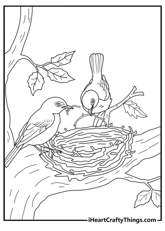 Robin bird coloring pages showing pair building nest with twigs