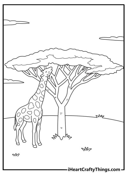 Savanna with giraffe under acacia tree detailed coloring sheet