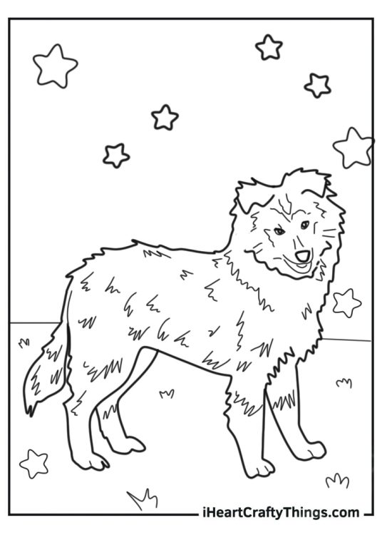 Sheltie Dog Outline For Coloring