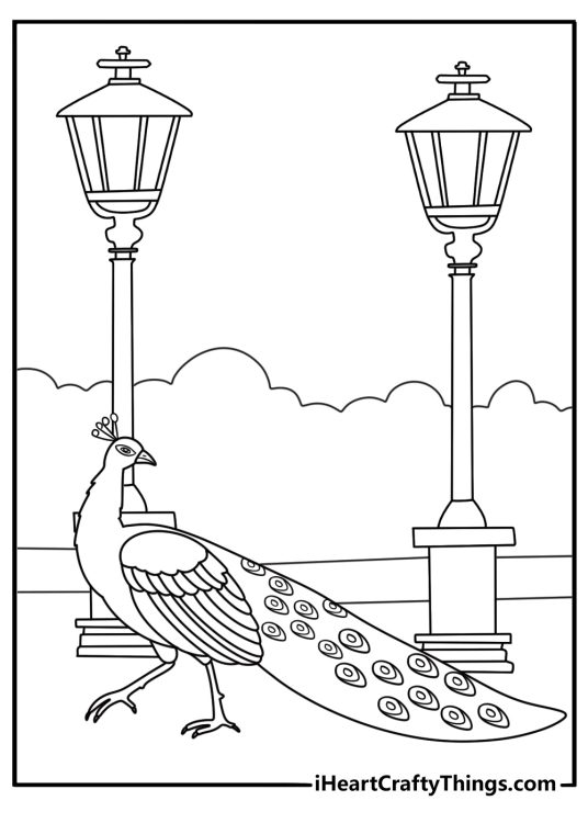 Simple peacock coloring page showing bird near lanterns in park
