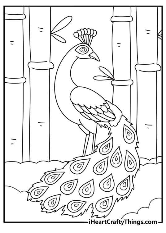 Simple printable peacock coloring page with bird beside bamboo plants
