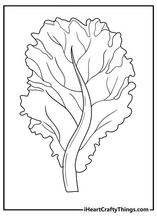 Simple vegetable coloring page with lettuce leaves