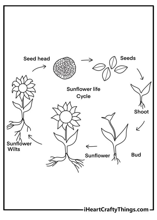 Sunflower life cycle seed sprout bud bloom educational coloring page for kids
