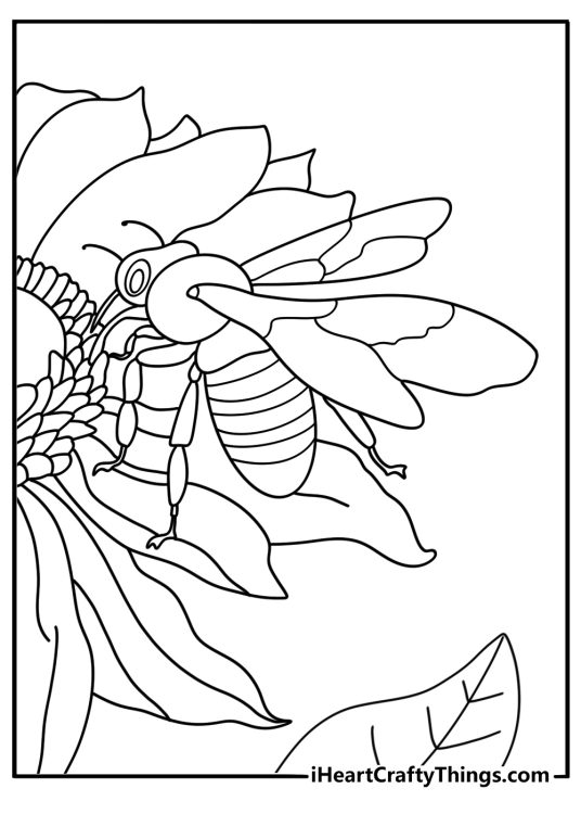 Sunflower with honey bee close up nature coloring sheet printable