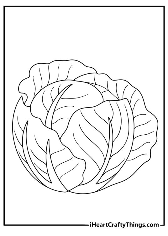 Vegetables coloring page featuring cabbage with layered leaves