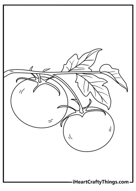 Vegetables coloring page featuring tomato vine with leaves