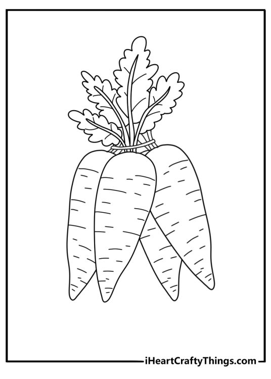 Vegetables themed printable featuring a bunch of four realistic and healthy looking carrots