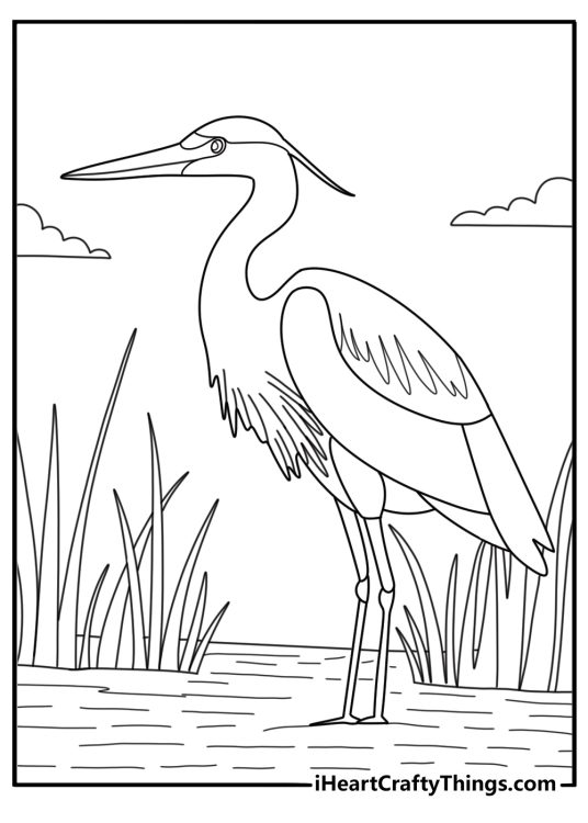 Wetland marsh with heron and tall reeds adult coloring printable