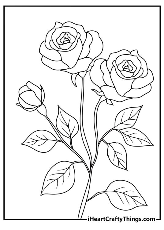 coloring page presenting elegant fully bloomed rose with strong stem and some leaves