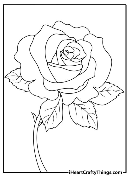 coloring picture featuring rose in full bloom with a spiral center and multiple layers of petals